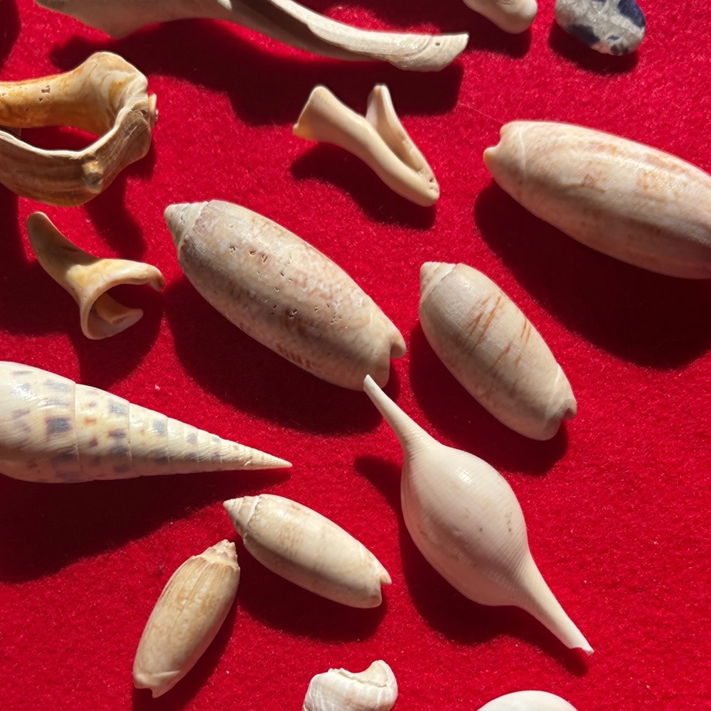 Natural Seashell Collection - Picture 10 of 10